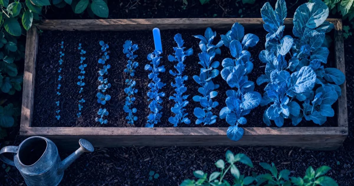 Rows of seedlings growing taller over time in a garden bed, showing how a blog builds SEO value slowly